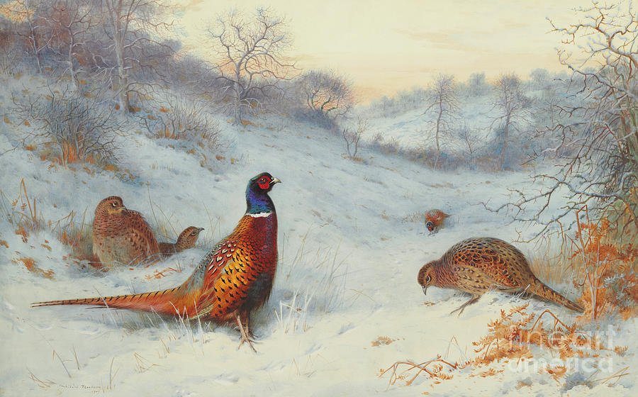 Pheasant in the snow Painting by Archibald Thorburn