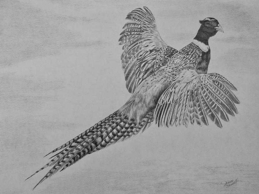 Pheasant Drawing by Janice Howell Fine Art America