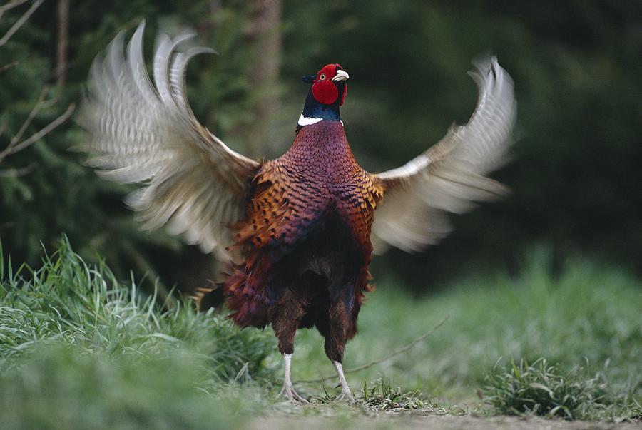 Pheasant Photograph by Nhpa