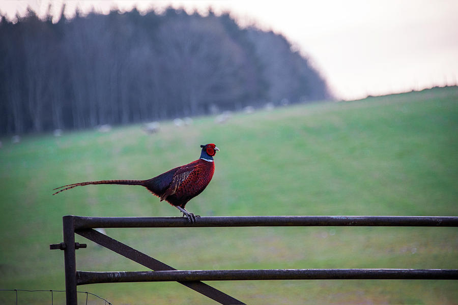 Pheasant on a Fence - Pitlochery Scotland Photograph by Bill Cannon