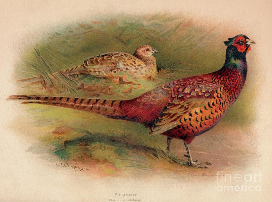 Pheasant Phasianus Colchicus, 1900, 1900 Drawing by Print Collector