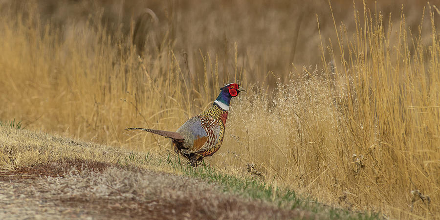 Pheasant Portrait Photograph by Yeates Photography