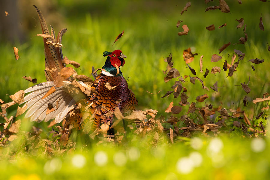 Pheasant Photograph by Robert Adamec