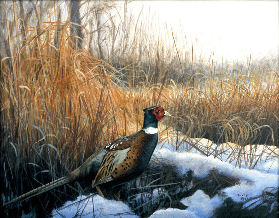 Pheasant Painting - Pheasant by Rusty Frentner