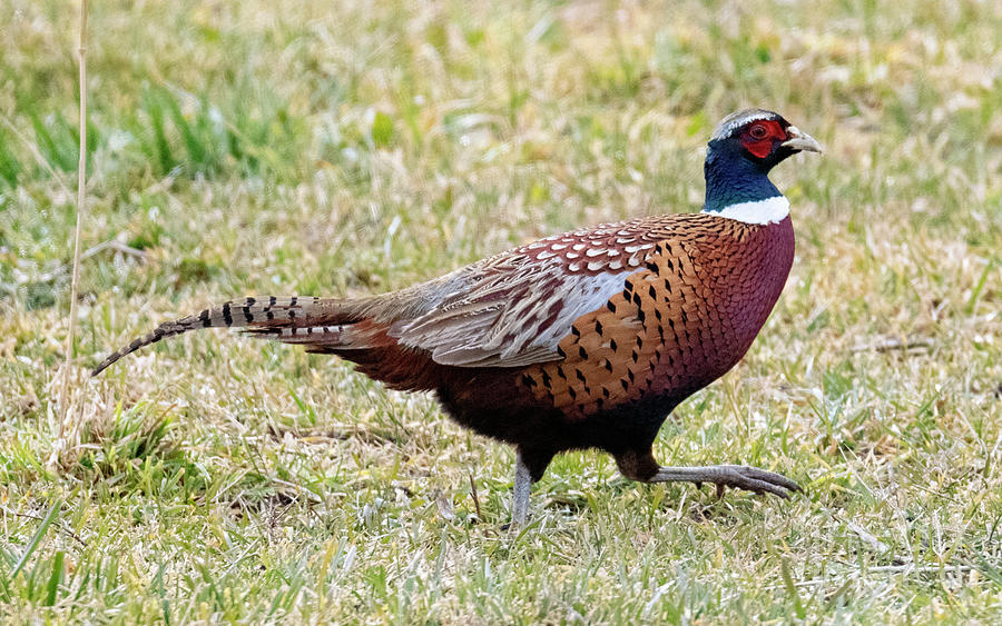 Pheasant Strut Photograph by Michael Dawson