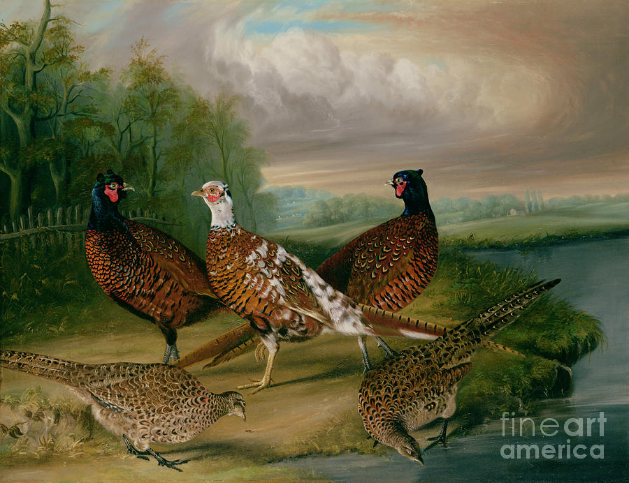 Pheasants By The River Wensum, Norfolk Painting by James Blazeby