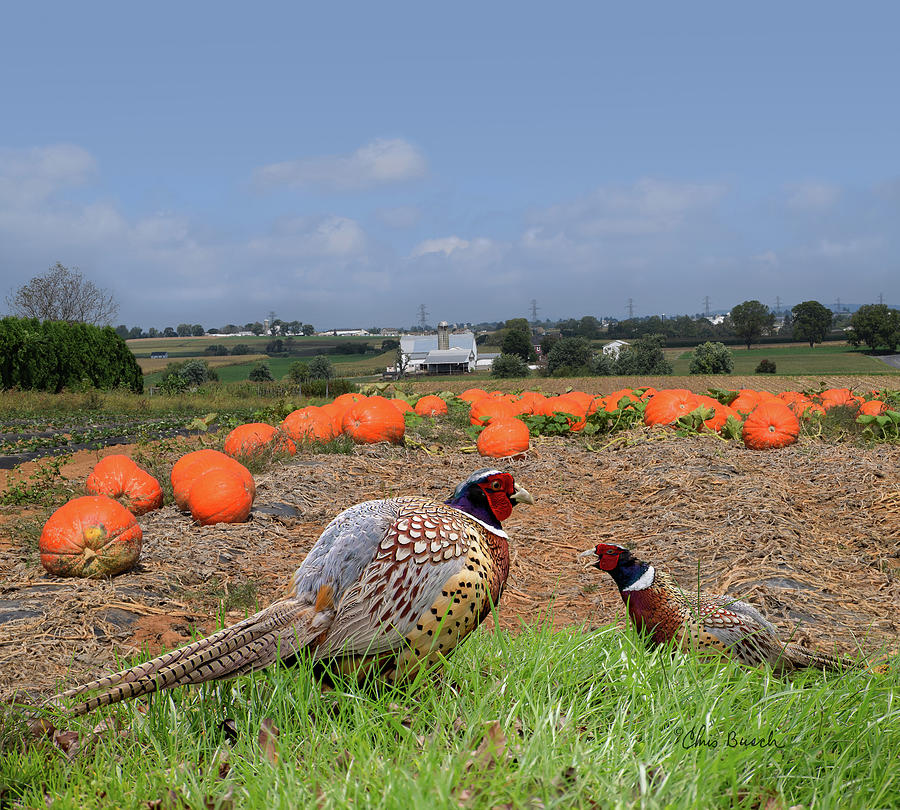 Pheasants by Chris Busch Pheasants by Chris Busch