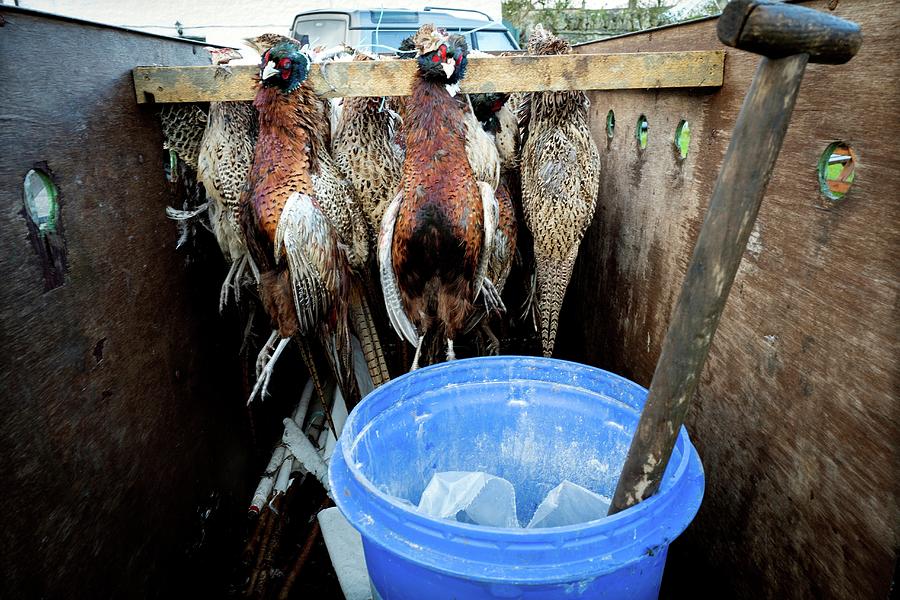 Pheasants Hanging In A Trolley Photograph by Lluis Real - Fine Art America