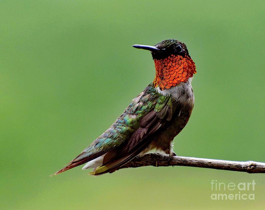 Phenomenal Ruby-throated Hummingbird Photograph