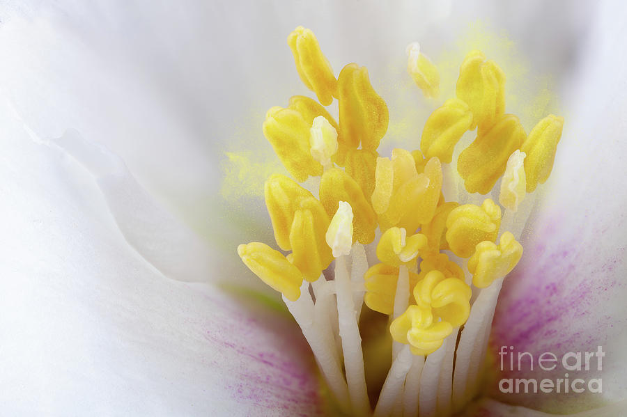 Philadelphus flower extreme close up with pollen Photograph by Simon Bratt