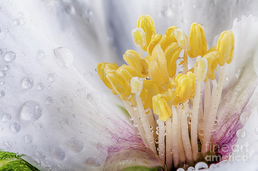 Philadelphus flower macro with water drops Photograph by Simon Bratt