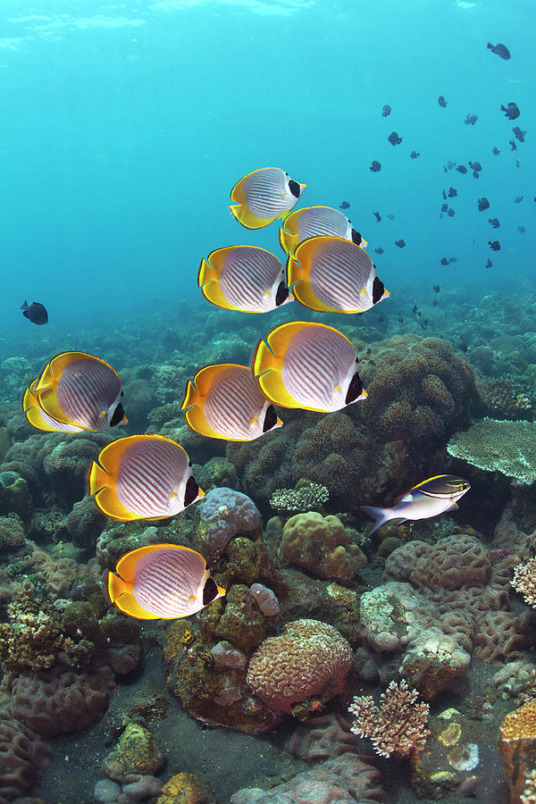 Philippine Butterflyfish Photograph by Umi No Kaze/a.collectionrf
