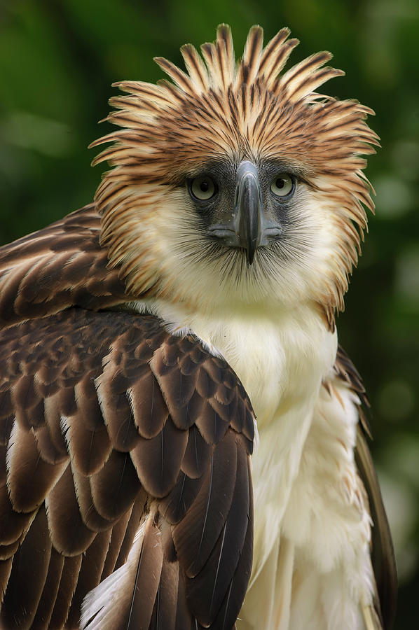 Philippine Eagle Looking Around With Crest Raised Photograph by Klaus Nigge / Naturepl.com Philippine Eagle Looking Around With Crest Raised Photograph by Klaus Nigge / Naturepl.com