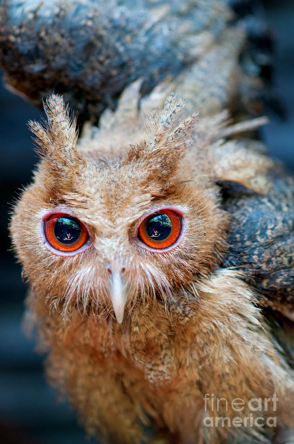 Nocturnal Photograph - Philippine Eagle-owl Owlet Assuming by Johannviloria Nocturnal Photograph - Philippine Eagle-owl Owlet Assuming by Johannviloria