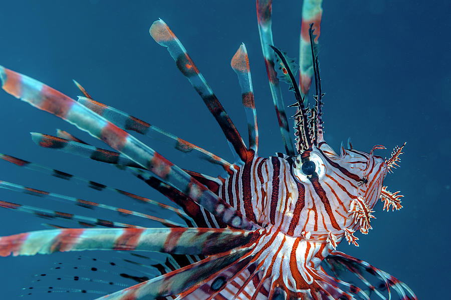 Philippines, Palawan, Sulu Sea, Tubbataha Reefs Natural Park, Profile Of Pterois, Is A Genus Of Venomous Marine Fish, Commonly Known As Lionfish Digital Art by Giordano Cipriani