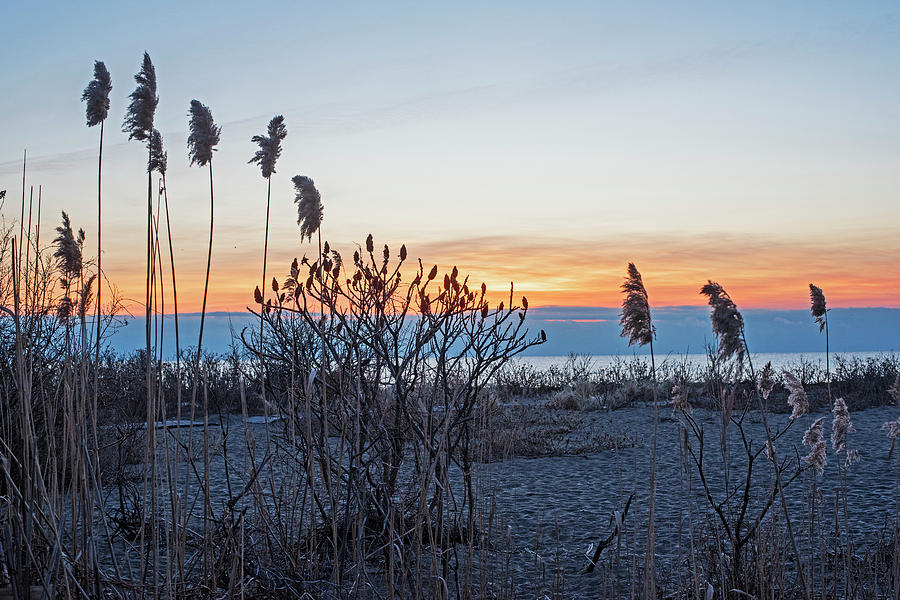 Phillips Beach Reeds Sunrise Swampscott MA Photograph by Toby McGuire