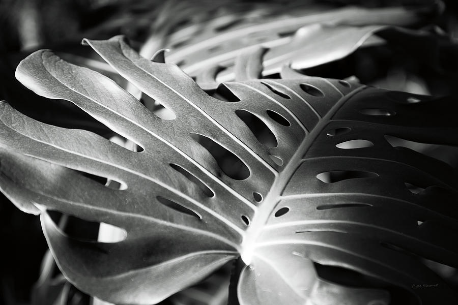Philodendron Photograph by Laura Marshall - Fine Art America
