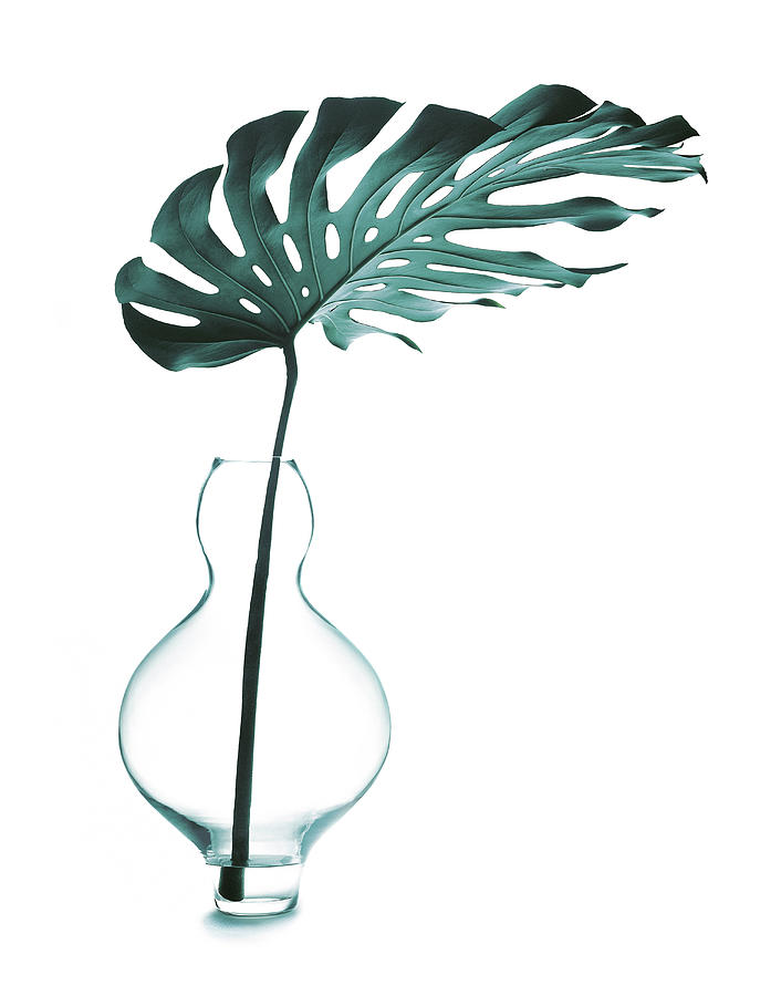 Philodendron Leaf In A Vase, Plant Photograph by R. Striegl