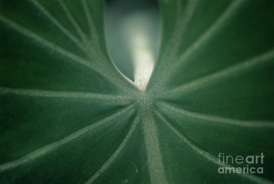 Philodendron Leaf Photograph by Science Photo Library Philodendron Leaf Photograph by Science Photo Library