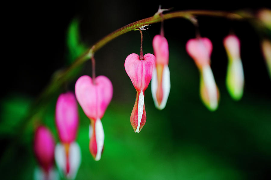 Flowers Still Life Photograph - Phlebotomizing Coronary by Nathan Carlsen