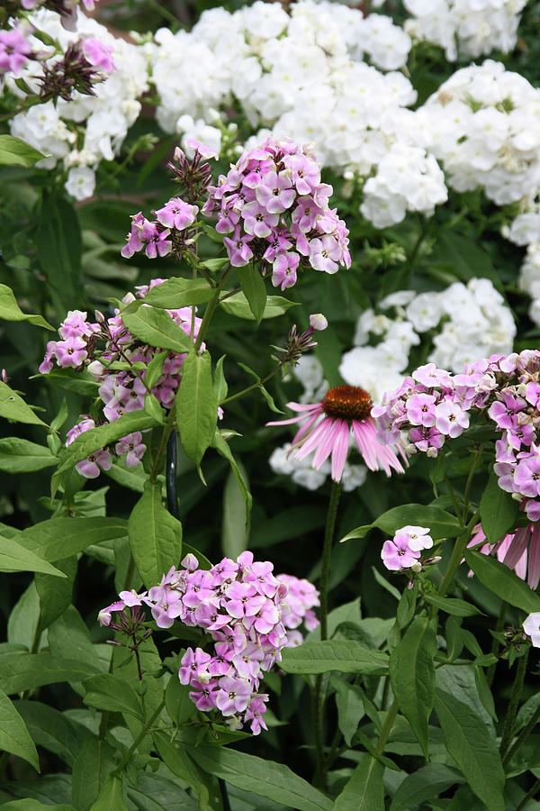 Phlox And Echinacea In Flowerbed Photograph by Sonja Zelano