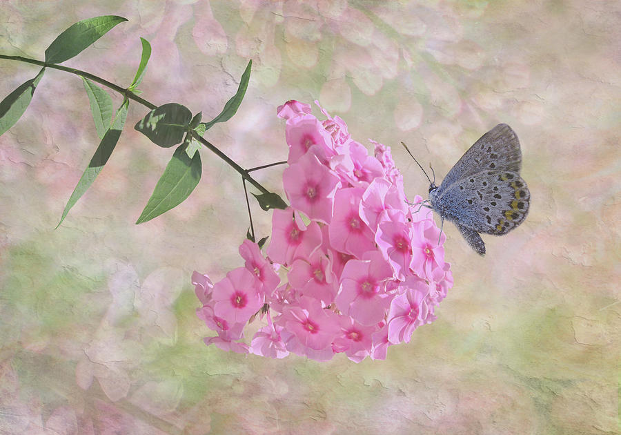 Phlox Flower Stem Digital Art by Nina Bradica