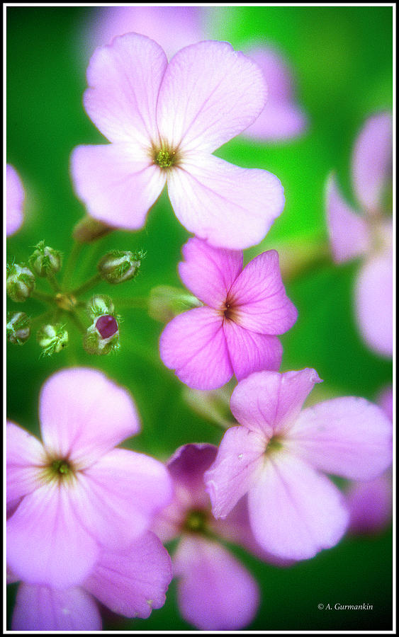 Phlox Flowers Photograph by A Macarthur Gurmankin