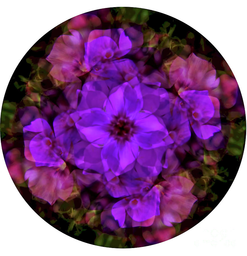 Phlox Kaleidoscope Digital Art by D Hackett