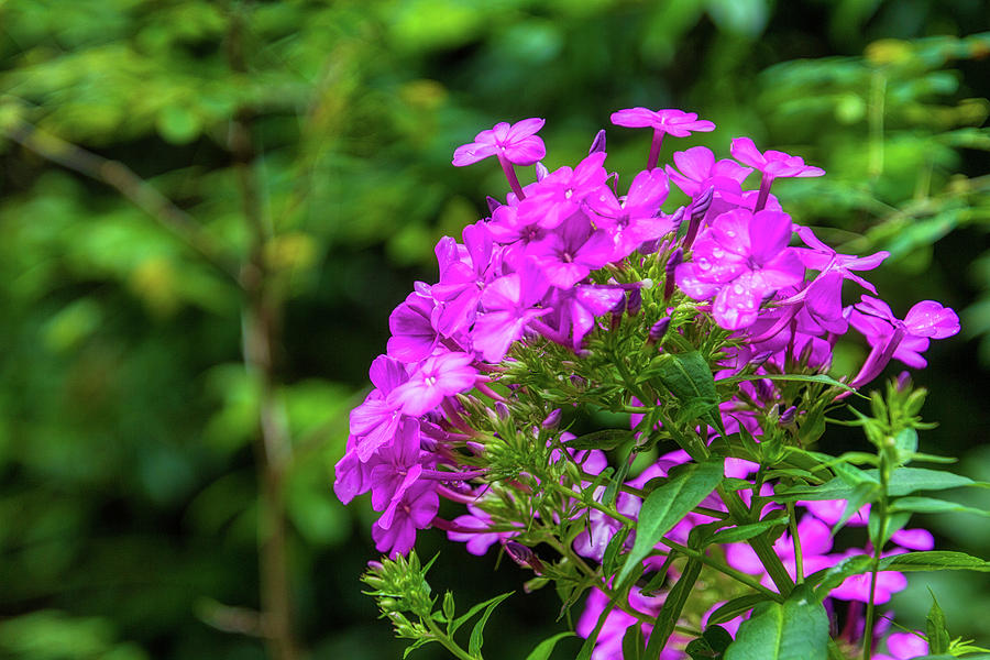 Phlox by Randy Bayne Phlox by Randy Bayne