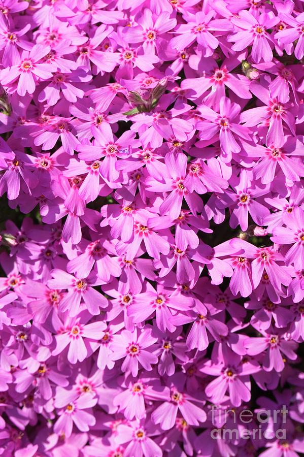Phlox Subulata marjorie Photograph by Dr Keith Wheeler/science Photo Library