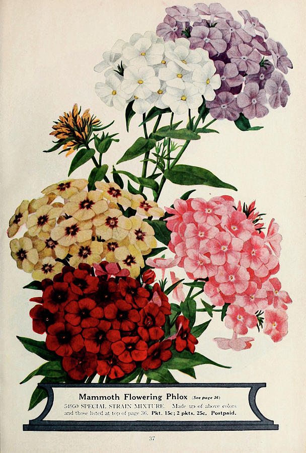 Phlox by Vintage Apple Collection - Fine Art America