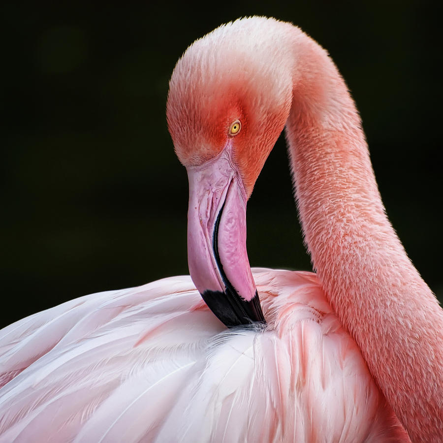 Flamingo Photograph - Phoenicopterus by Quimgranell