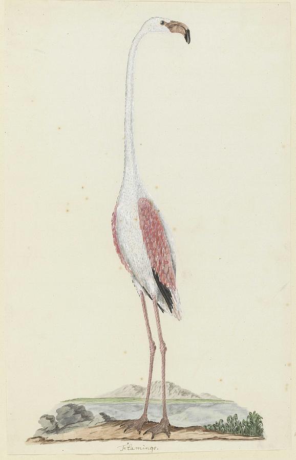 Phoenicopterus ruber roseus Greater flamingo, Robert Jacob Gordon, 1777 - 1786 Painting by Robert Jacob Gordon