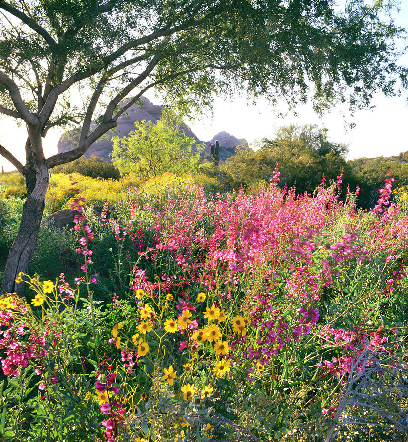 Phoenix Botanical Gardens Photograph by Richard Felber