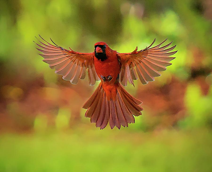 Phoenix Rising Photograph by Brian Mabry - Pixels