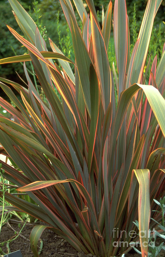 Botany Photograph - Phormium Sundowner by Mrs W D Monks/science Photo Library