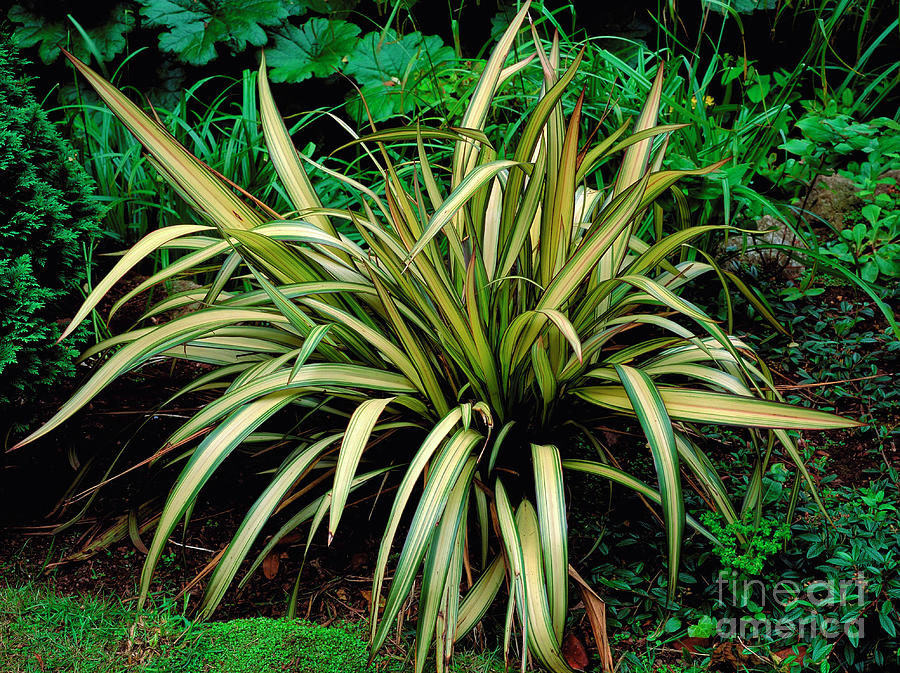 Phormium Yellow Wave by Geoff Kidd/science Photo Library