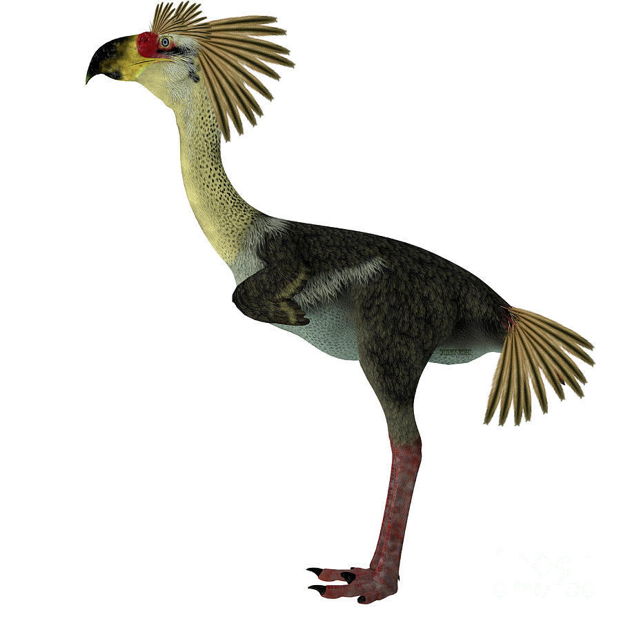Phorusrhacos Bird Side Profile Digital Art by Corey Ford