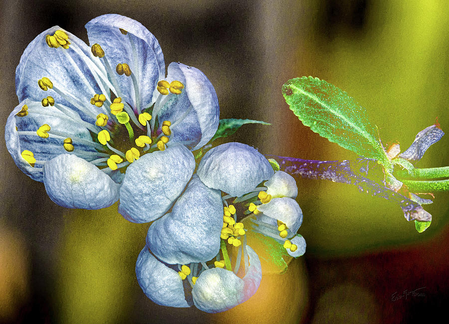 Texas Photograph - Photinia Spring by Erich Grant Texas Photograph - Photinia Spring by Erich Grant