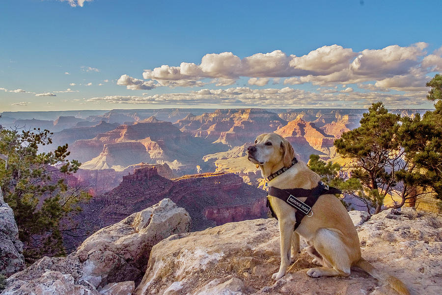 Photo Dog Jackson at the Grand Canyon Photograph by Matthew Irvin