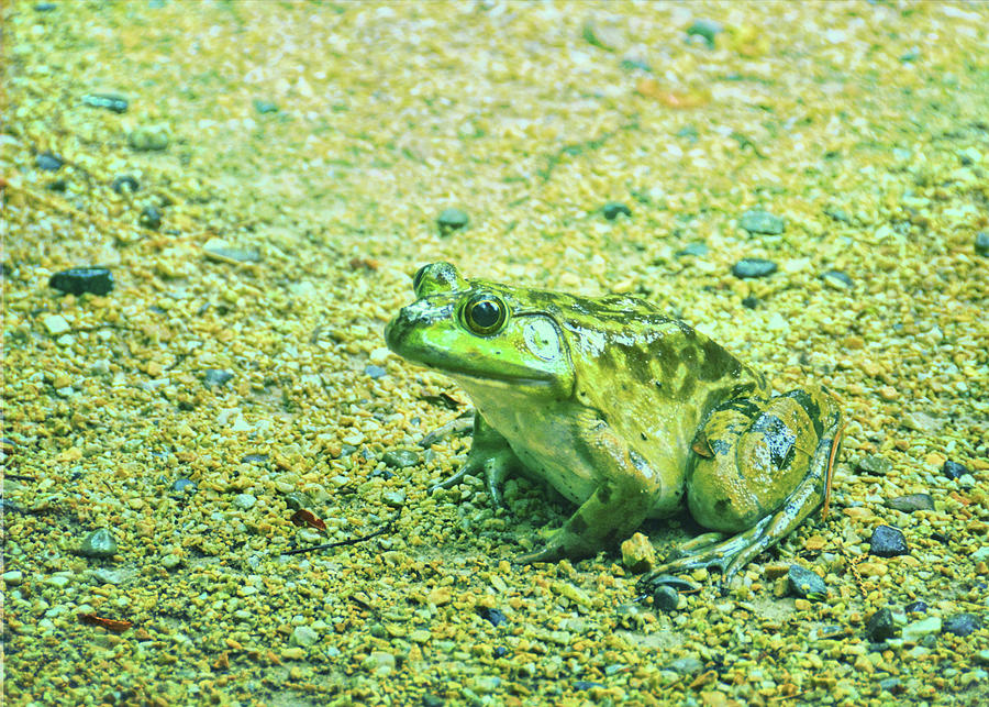 Amphibians Photograph - Photo-frog by Jamart Photography