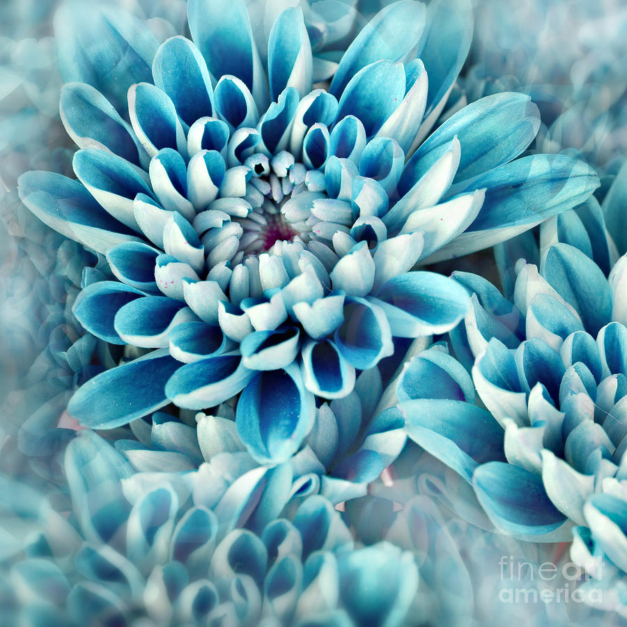 Beauty Photograph - Photo Illustration Of Abstract Flower by Annmarie Young Beauty Photograph - Photo Illustration Of Abstract Flower by Annmarie Young