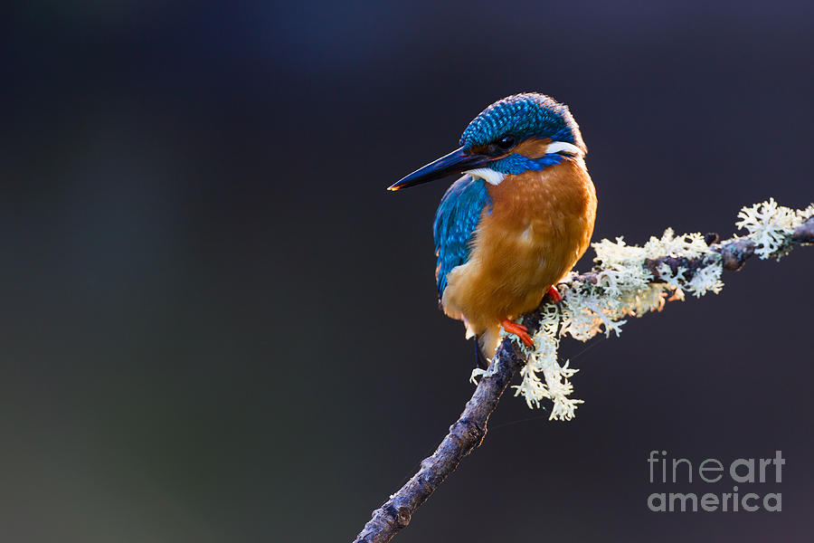 Beak Photograph - Photo Of A Common Kingfisher Alcedo by Andrewsproule Beak Photograph - Photo Of A Common Kingfisher Alcedo by Andrewsproule