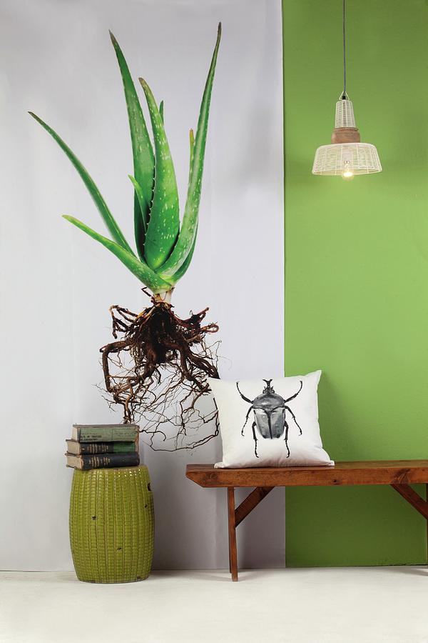 Photo Of Aloe Vera Plant, Green Wall And Cushion With Beetle Motif On Wooden Bench Photograph by Great Stock!