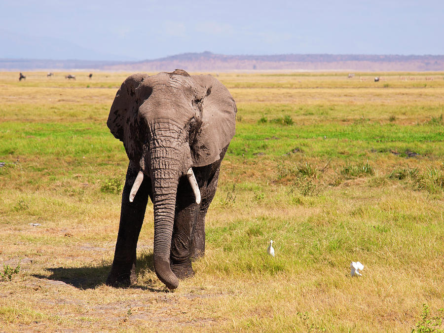 Photograph Of An Elephant In Amboseli Photograph by Helovi