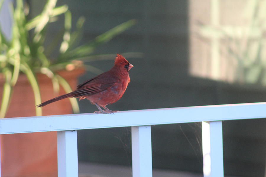 Cardinal on Porch Photograph by Nicole Magazu Fine Art America
