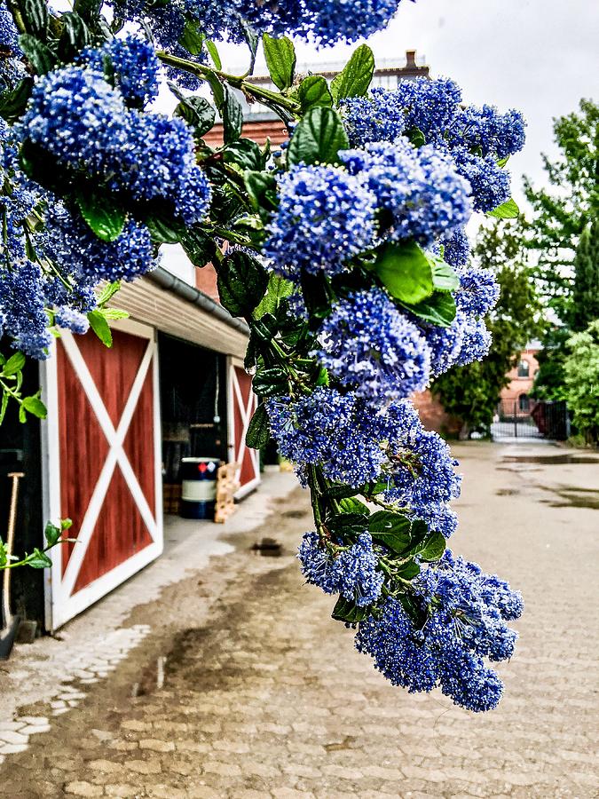 Photograph of Hanging Blue Flowers Shot in June at the Botanical Garden