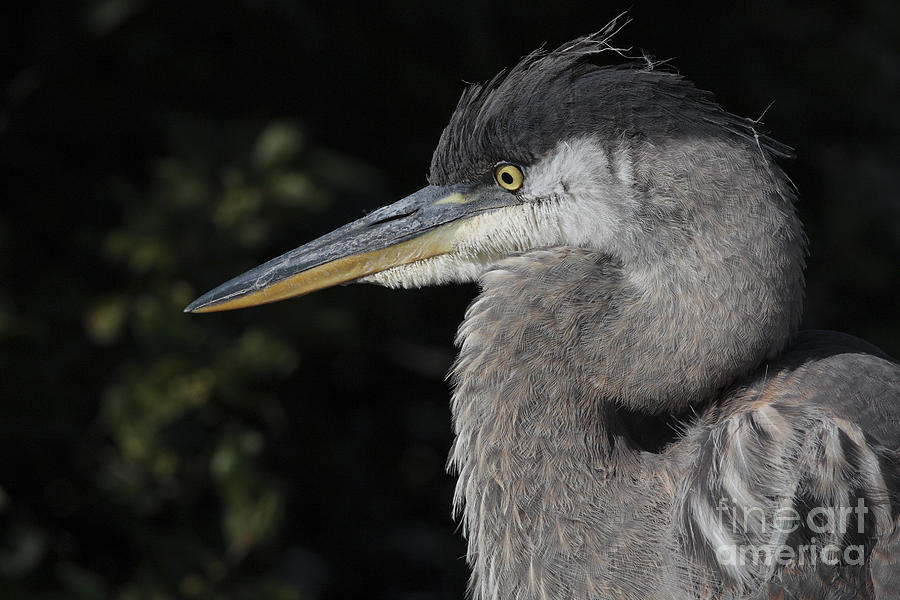 Photograph Of The Great Blue Heron Photograph by European School