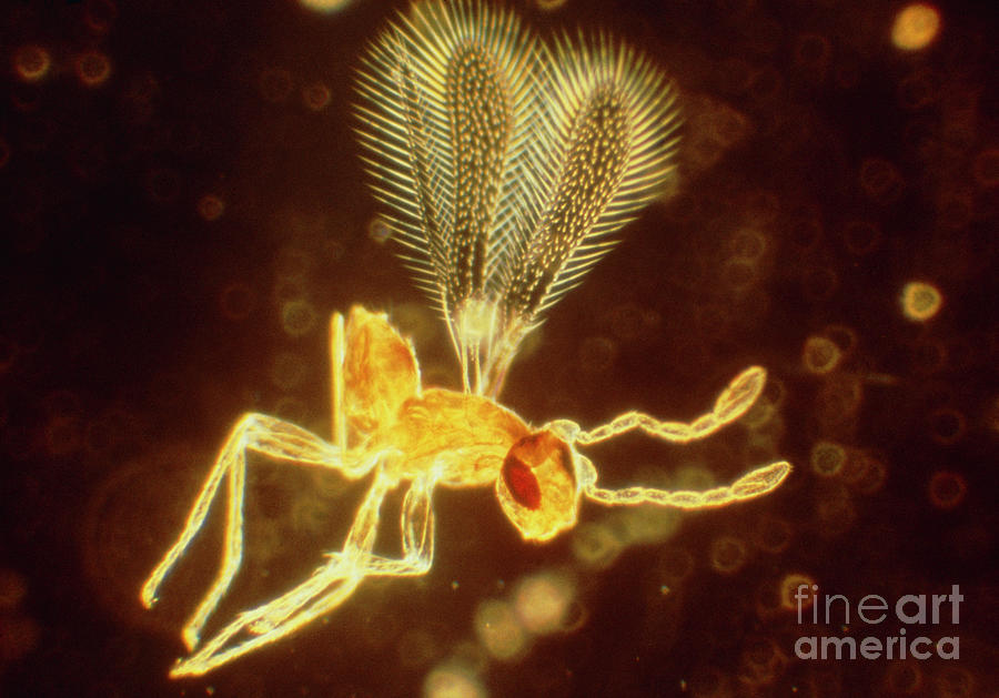 Photomicrograph Of An Unidentified Fairy Fly Photograph by Dr. Harold Rose/science Photo Library