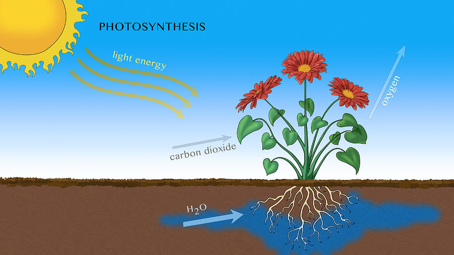 Photosynthesis, Illustration Photograph by Monica Schroeder